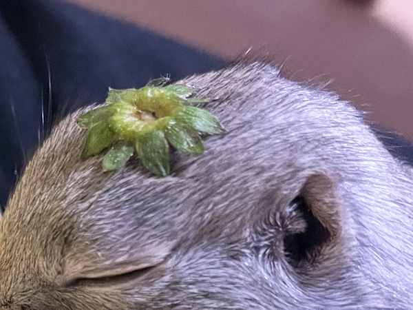 飼い主「その表情は何！？」　イチゴを味わうリスに「玄人だ…」「この顔よ」