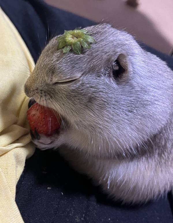飼い主「その表情は何！？」　イチゴを味わうリスに「玄人だ…」「この顔よ」