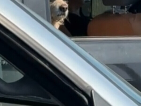 信号待ちをしていた女性　隣の車を見ると？「笑いすぎて涙が出た」