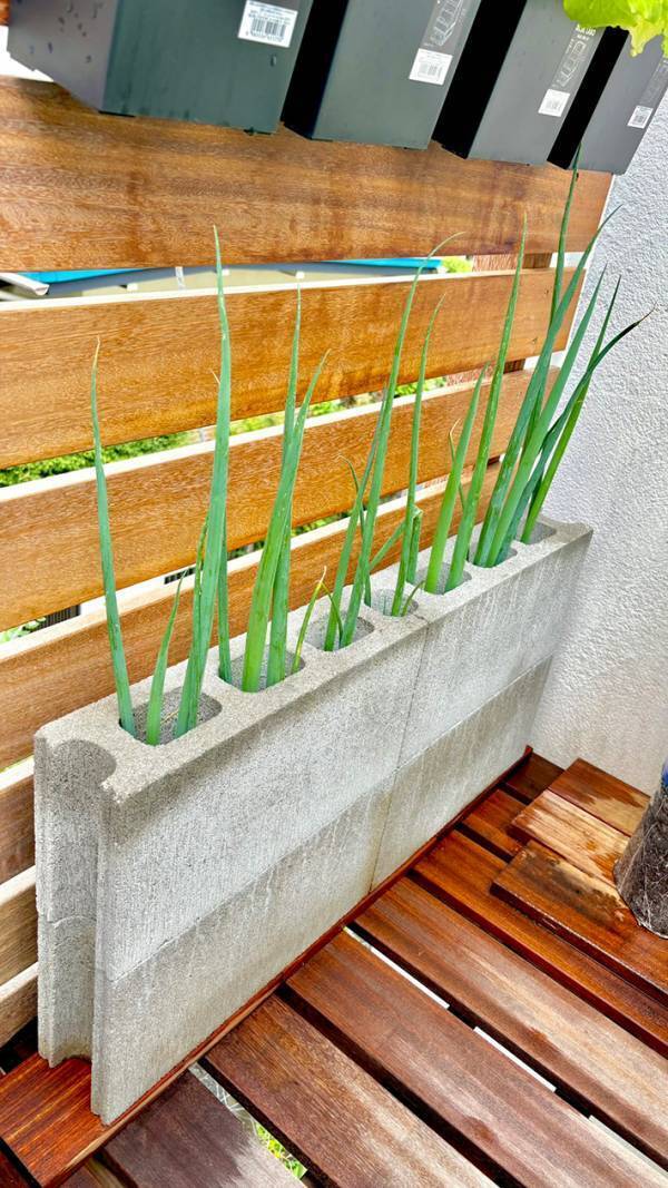 ベランダで長ネギを育てた結果…　約２週間の変化に「すげえ！」「結末が楽しみ」