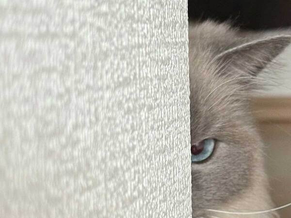 猫「絶対に許さない」　飼い主の行動に怒った理由が？「あなたのためだから…！」