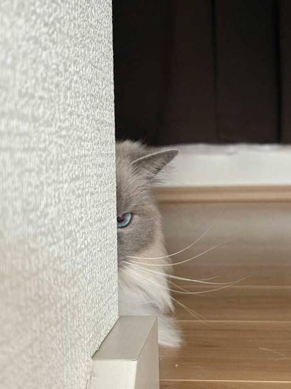 猫「絶対に許さない」　飼い主の行動に怒った理由が？「あなたのためだから…！」