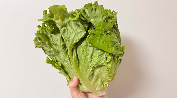 買いすぎたレタス、どう消費する？　方法に「ハマると抜け出せない」「無限に食べられる」