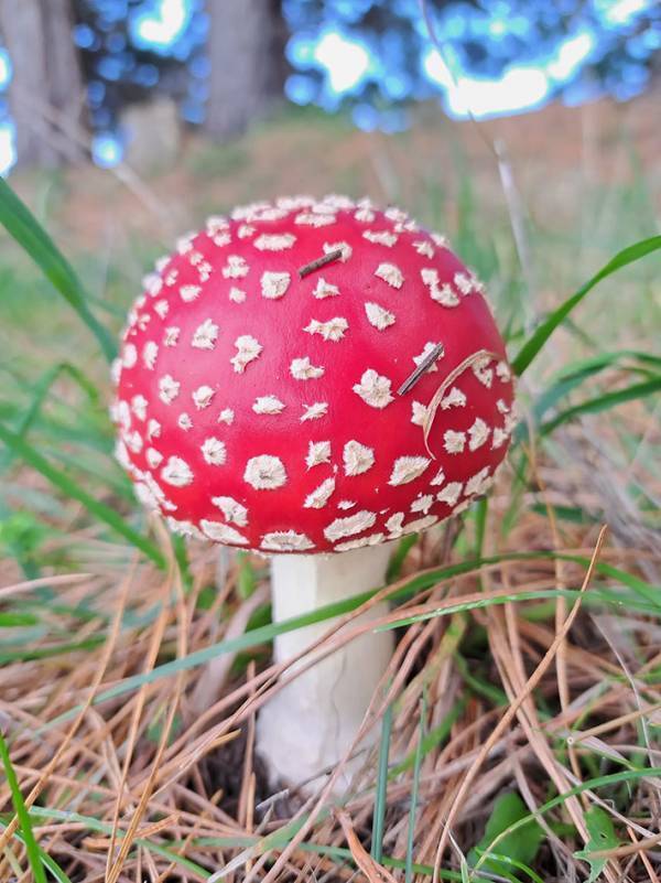 夫「パーフェクトなキノコ見つけた」　呼ばれた方に向かうと…？