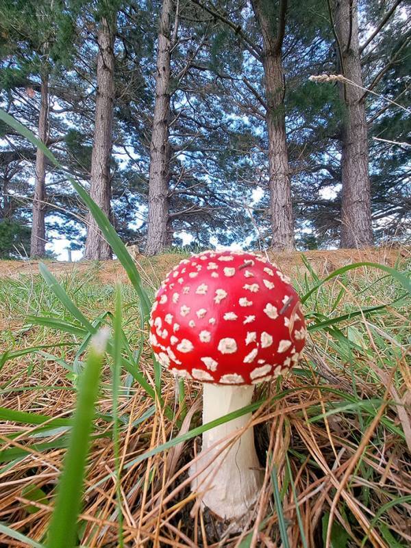 夫「パーフェクトなキノコ見つけた」　呼ばれた方に向かうと…？