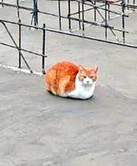 『マイホーム』を建てた女性　母親からの写真に驚いた理由が？