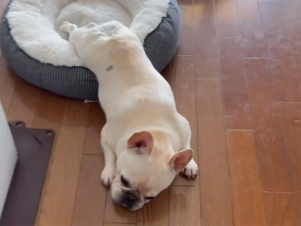 出迎えをしなかった愛犬　飼い主の『ひと言』で即座に立ち上がり…？「笑っちゃった」