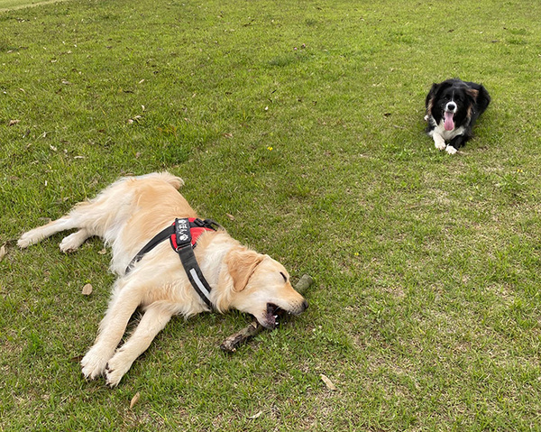広いドッグランに来たのに…　愛犬２匹の姿に「最高」「これぞ醍醐味」