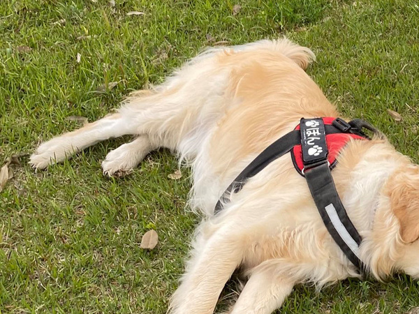 広いドッグランに来たのに…　愛犬２匹の姿に「最高」「これぞ醍醐味」