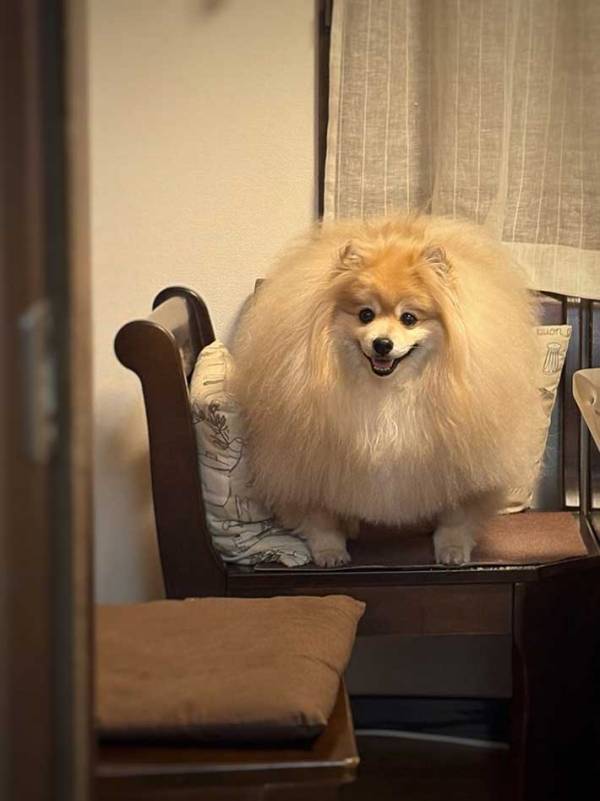 正面から撮った犬に、困惑する人続出　「私の知っているポメじゃない…」「強そう」