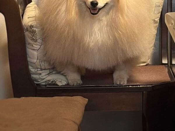 正面から撮った犬に、困惑する人続出　「私の知っているポメじゃない…」「強そう」