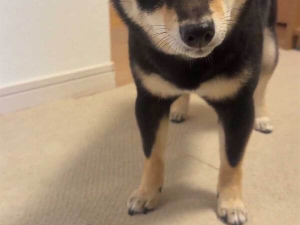 「かわいすぎて笑った」「あと少し…」　なぜか戸惑う柴犬を、ネットが応援した理由とは？