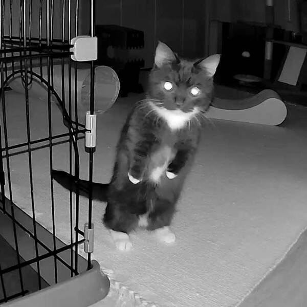 カメラの映像を確認すると…？　深夜に写りこんだ『二足歩行する生物』に驚きの声