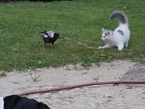 「いろいろ起きていて集中できない」　遊んでいる猫と鳥　手前を見ると？