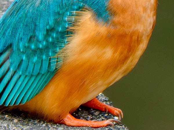 自宅から約２００メートルの距離で…　撮影した１枚に「よくぞ捉えてくれた」「まるでぬいぐるみ」