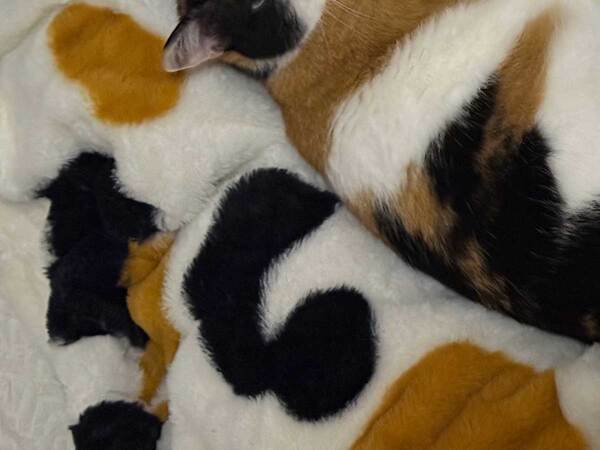 三毛猫柄のルームウェア　しまおうとすると？「かくれみの術だ」「分からなかった」