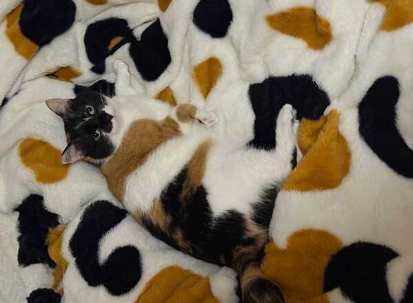 三毛猫柄のルームウェア　しまおうとすると？「かくれみの術だ」「分からなかった」