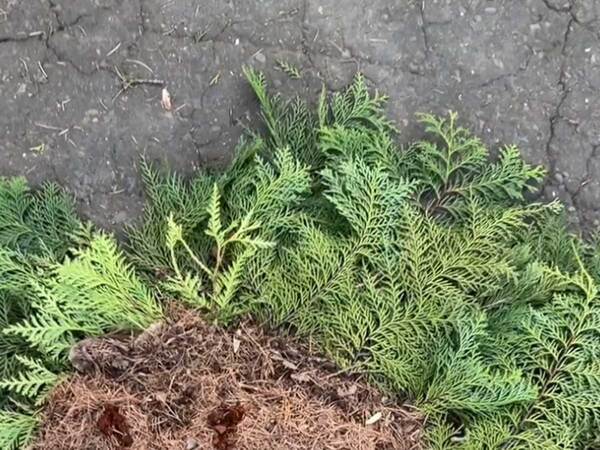 落ち葉が集められていると思ったら…　二度見しそうになる『光景』に「本物そっくり」「すごすぎる」