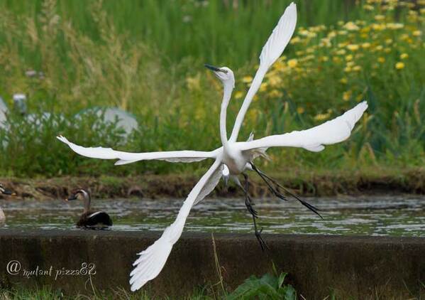 「新種や…」「二度見した」　羽根が『４本』ある鳥に、驚きの声