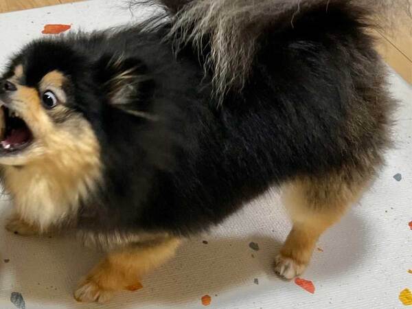 同居犬にほえかかるポメラニアン　写真の左側を見ると…？