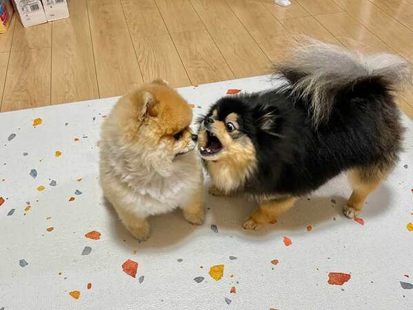 同居犬にほえかかるポメラニアン　写真の左側を見ると…？