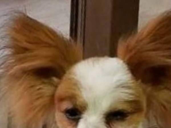 初めてのトリミングで悲劇！　愛犬の姿に「笑った」「どうしてこうなった」