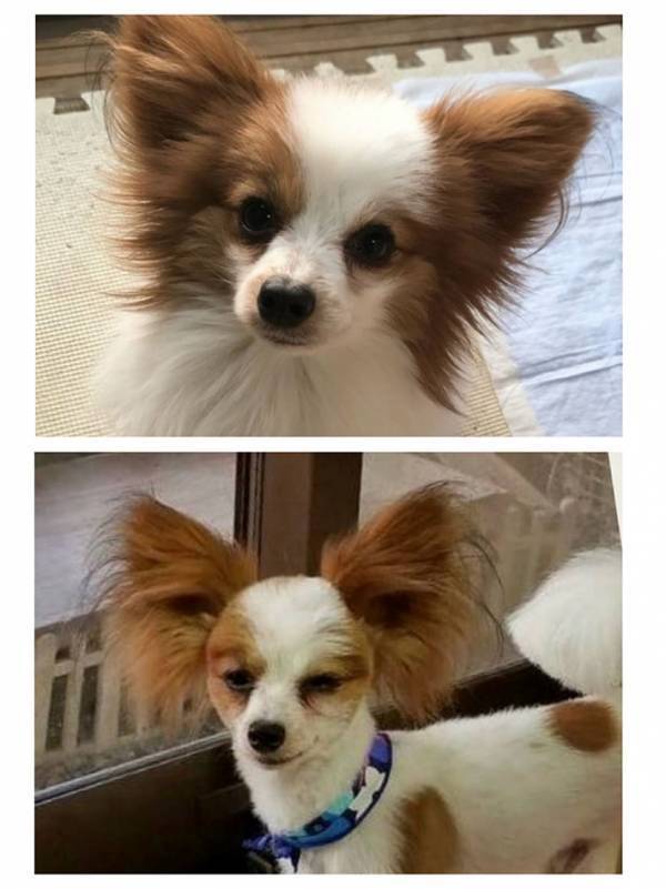 初めてのトリミングで悲劇！　愛犬の姿に「笑った」「どうしてこうなった」