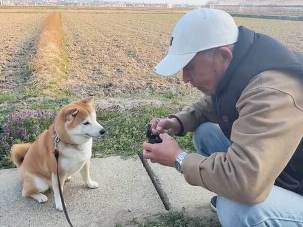 待てと言われた柴犬　すると…「完全にコント」「笑った」