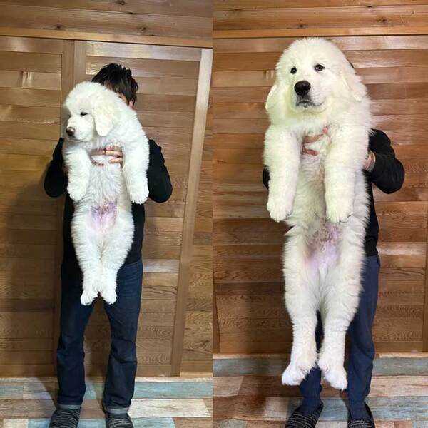 飼い主「我が家に来て１か月で…」　愛犬の姿に「すげー」「人形みたい」