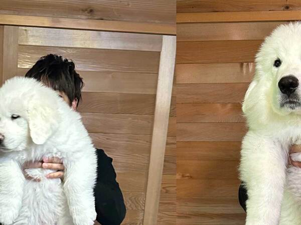 飼い主「我が家に来て１か月で…」　愛犬の姿に「すげー」「人形みたい」