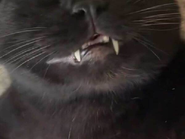 飼い主「一応、生きています」　ブラッシングされる猫の表情に「笑いが止まらない」