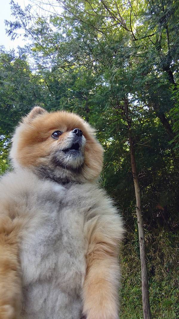 散歩中のポメラニアンに「獣人みたい」　そのワケが？「たくましすぎて吹いた」