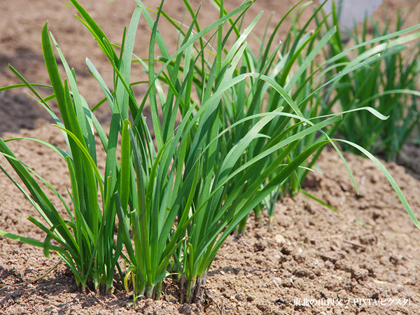 行政「絶対に食べないで」　５月から増える注意喚起に「知らなかった」「家族に伝える！」