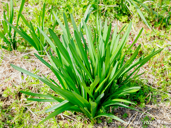 行政「絶対に食べないで」　５月から増える注意喚起に「知らなかった」「家族に伝える！」