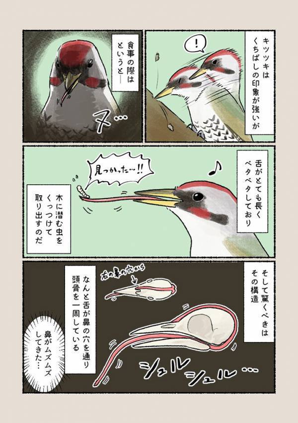 キツツキが虫を捕食するときは…　「やはり鳥は神秘的」「な、なんか怖い…」
