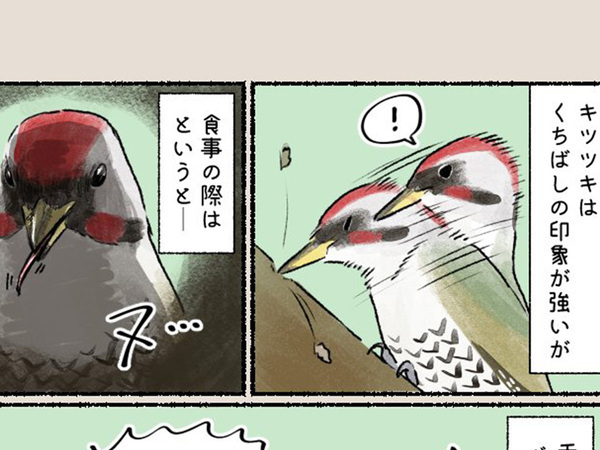 キツツキが虫を捕食するときは…　「やはり鳥は神秘的」「な、なんか怖い…」