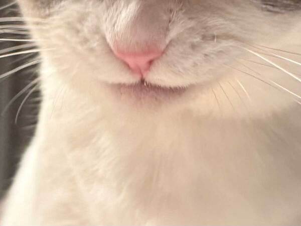 待ちに待ったご飯を前に…　『悪い顔』になってしまった猫に「笑った」「悪代官の顔だ」