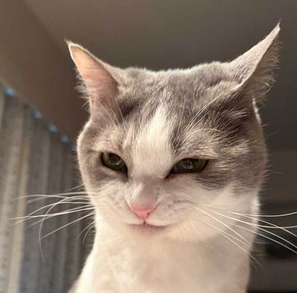 待ちに待ったご飯を前に…　『悪い顔』になってしまった猫に「笑った」「悪代官の顔だ」