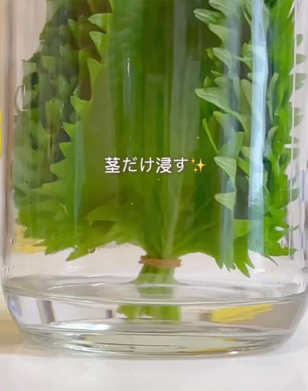 製氷皿に『大葉』を入れて…　できたものに「真似したい」「斬新！」