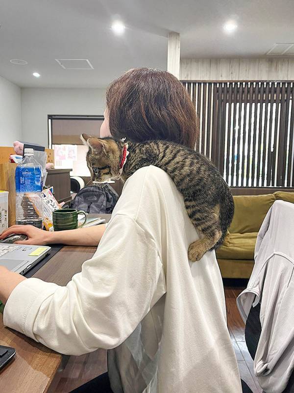 猫のいる会社がデメリットを公表した結果…　職場風景に「最高かよ！」「雇われたい」