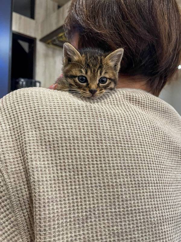 猫のいる会社がデメリットを公表した結果…　職場風景に「最高かよ！」「雇われたい」