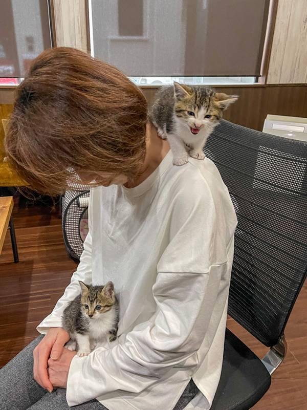 猫のいる会社がデメリットを公表した結果…　職場風景に「最高かよ！」「雇われたい」