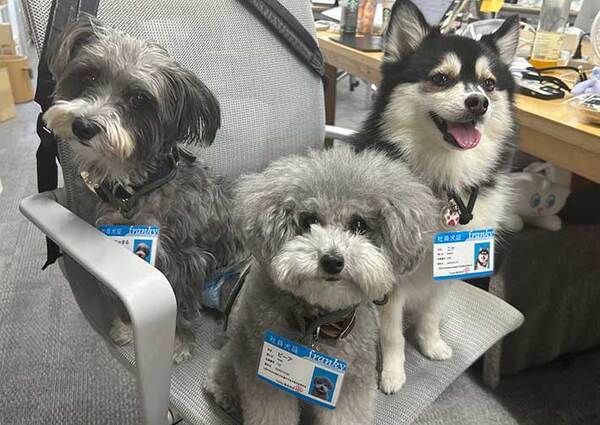 犬がいる職場　会議の光景に「想像以上だった」「あまりにも…」