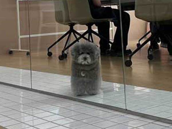 犬がいる職場　会議の光景に「想像以上だった」「あまりにも…」