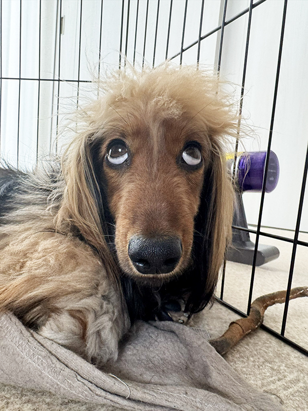 飼い主「その顔やめなさい」　都合の悪い時の犬が？「笑って腹痛い」「この破壊力よ」