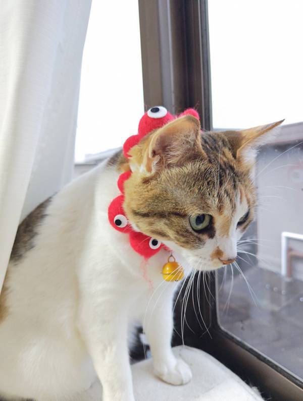 「修学旅行中の娘へ。うちにも旅行気分の子がいます」　愛猫の首元に「いいアイディア！」