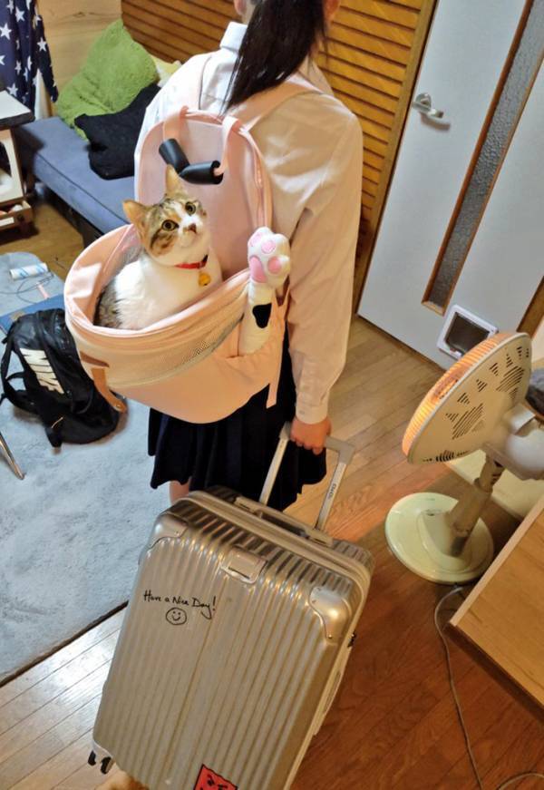 「修学旅行中の娘へ。うちにも旅行気分の子がいます」　愛猫の首元に「いいアイディア！」