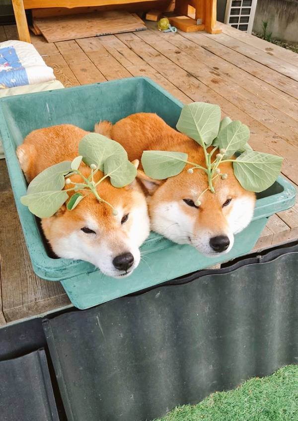 蕾が付いた葉っぱの正体、分かる？　くつろぐ柴犬に「受け入れてて笑った」