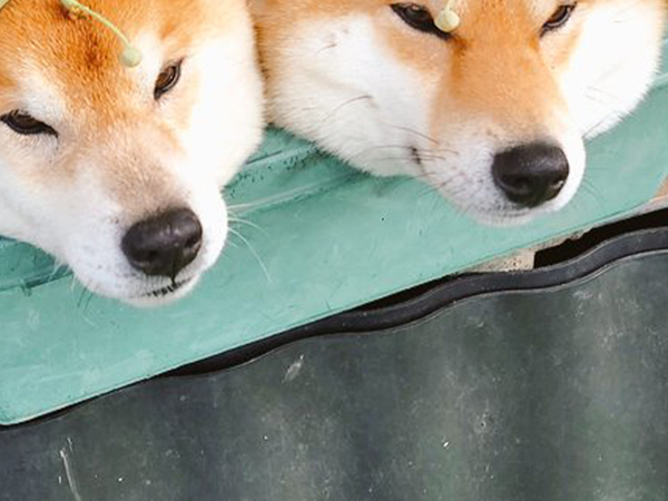 蕾が付いた葉っぱの正体、分かる？　くつろぐ柴犬に「受け入れてて笑った」