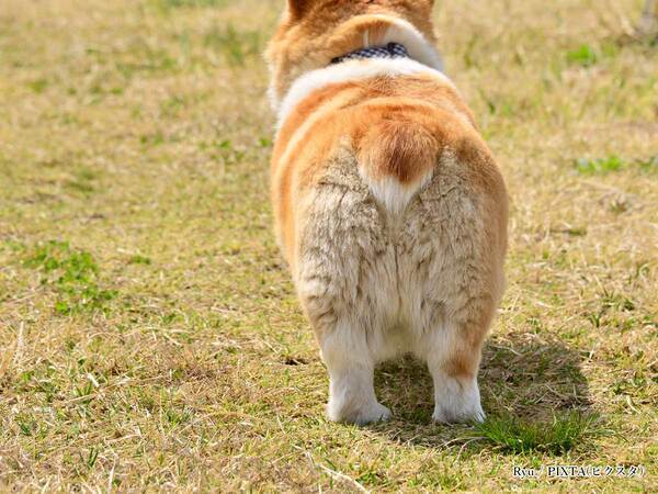 ２５年前に飼っていた愛犬の『毛』を見つけて…　レイザーラモンRGの投稿に「涙止まらん」
